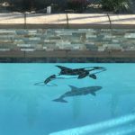 Orca 2 Pool Mosaic