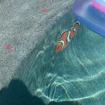 Fun Clown Fish Pool Mosaic