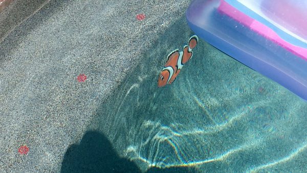 Fun Clown Fish Pool Mosaic