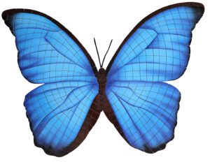 Electric Blue Butterfly