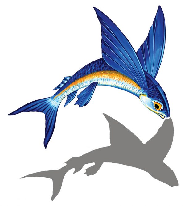 Flying Fish A Pool Mosaic