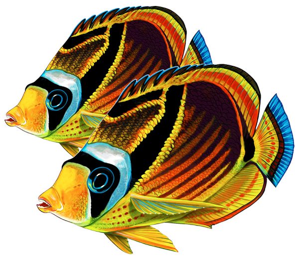 Raccoon Butterflyfish (Double) Pool Mosaic