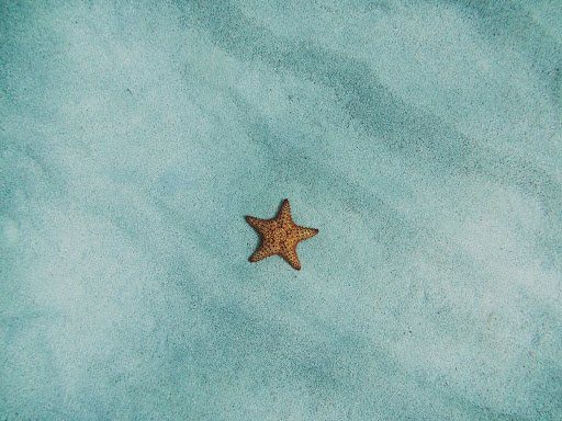 Twinkle Twinkle Little Starfish
