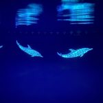 Glow in the Dark Wave Dolphins Pool Mosaic