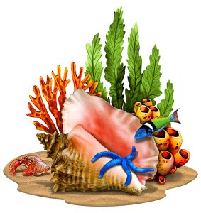 PORC CG Conch with Grass