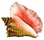 Conch Shell Pool Mosaic