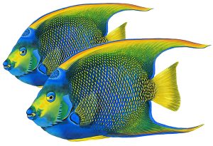 Queen Angelfish (Double) Pool Mosaic
