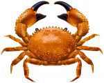 PORC BC Brown Crab