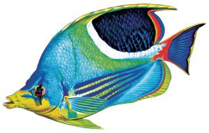 Photo of saddled butterflyfish pool mosaic