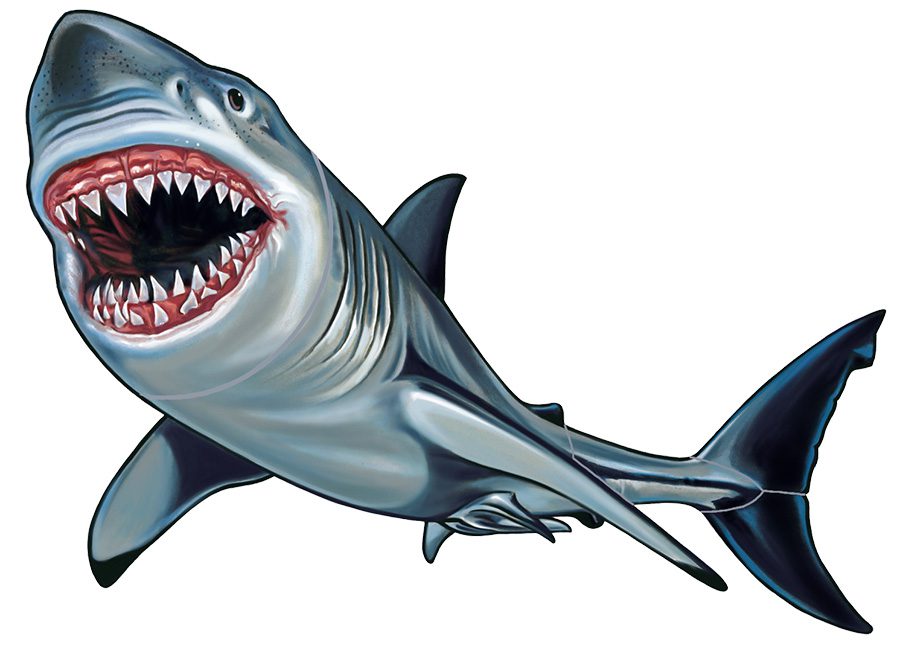 Shark Pool Mosaics: Make a Bold Statement in Your Pool