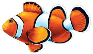 Photo of large clownfish pool mosaic