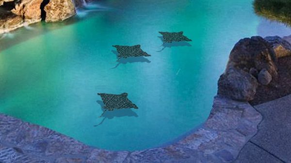 Spotted Eagle Ray Pool Mosaic