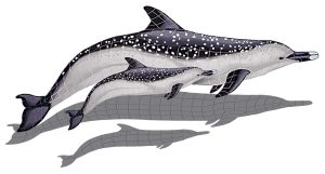 Spotted Dolphin with Baby Pool Mosaic