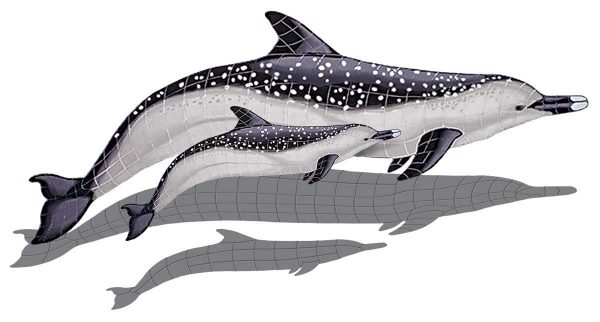 Spotted Dolphin with Baby Pool Mosaic