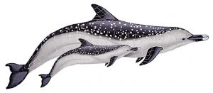 Spotted Dolphin with Baby Pool Mosaic