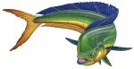 Mahi Mahi Down Pool Mosaic
