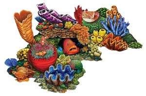 PORC CR30C  Coral Reef C