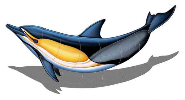 Common Dolphin B Pool Mosaic
