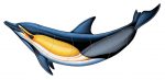Common Dolphin B Pool Mosaic