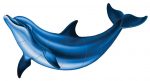 Bottlenose Dolphin B Pool Mosaic