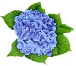 Hydrangea Pool Mosaic