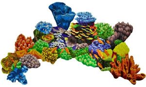 Coral Reef  topview