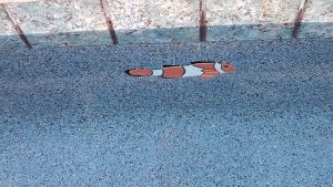 clown fish right
