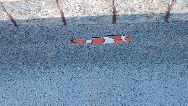 Clown Fish Pool Mosaic