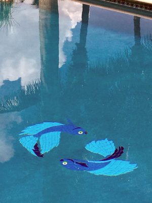 beta fish pair