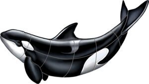 Orca