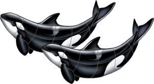 Orca (Double)