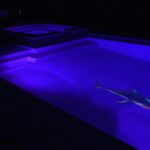 Great White Shark Pool Mosaic