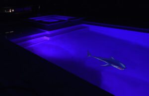 Great White Shark